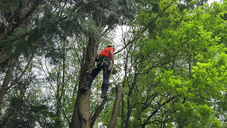 Collinsburg, PA Tree Services Company