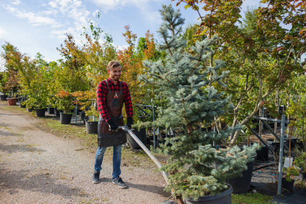 How Our Tree Care Process Works  in Collinsburg, PA